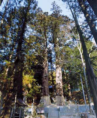 諏訪神社の翁スギ・媼スギ